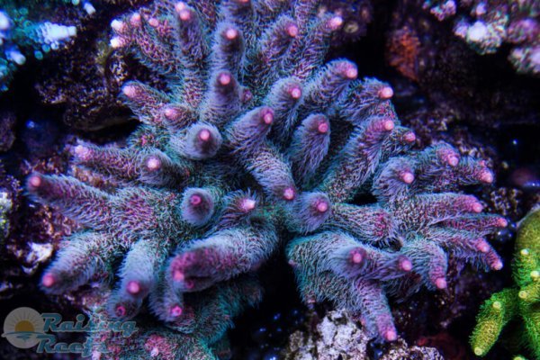 Kraken ссылка актуальная