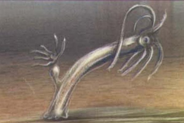 Kraken at17