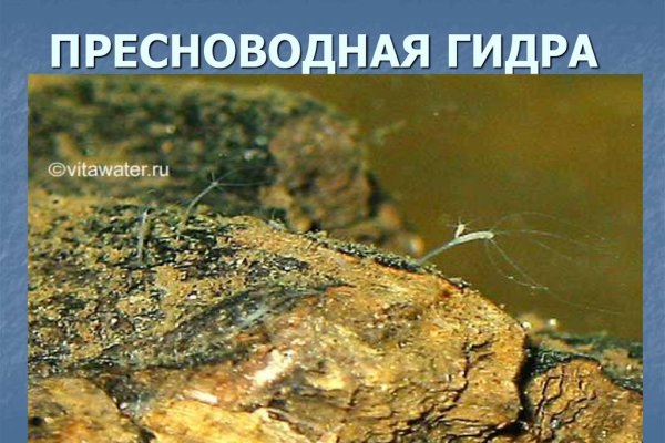 Спрут мега кракен