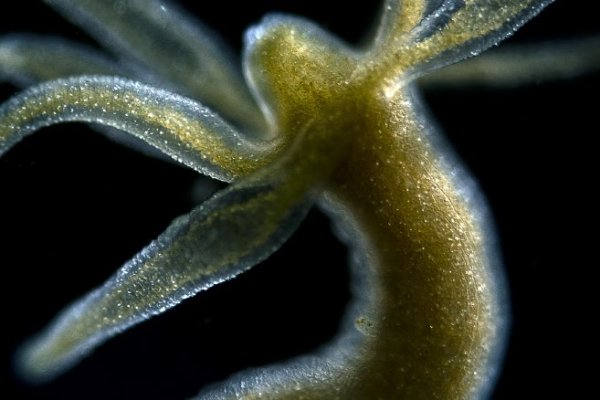 Kraken смылка