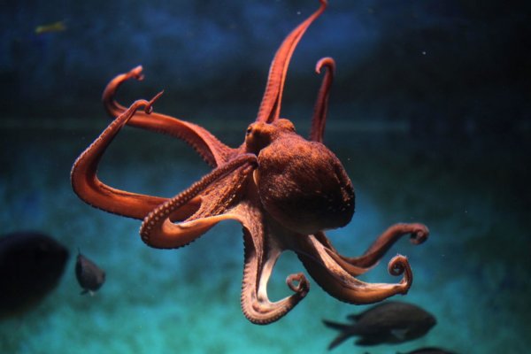 Kraken домен
